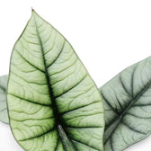 Close up of silver leaves of Alocasia Platinum on a white background