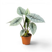 Alocasia Platinum plant in a nursery pot on a white background