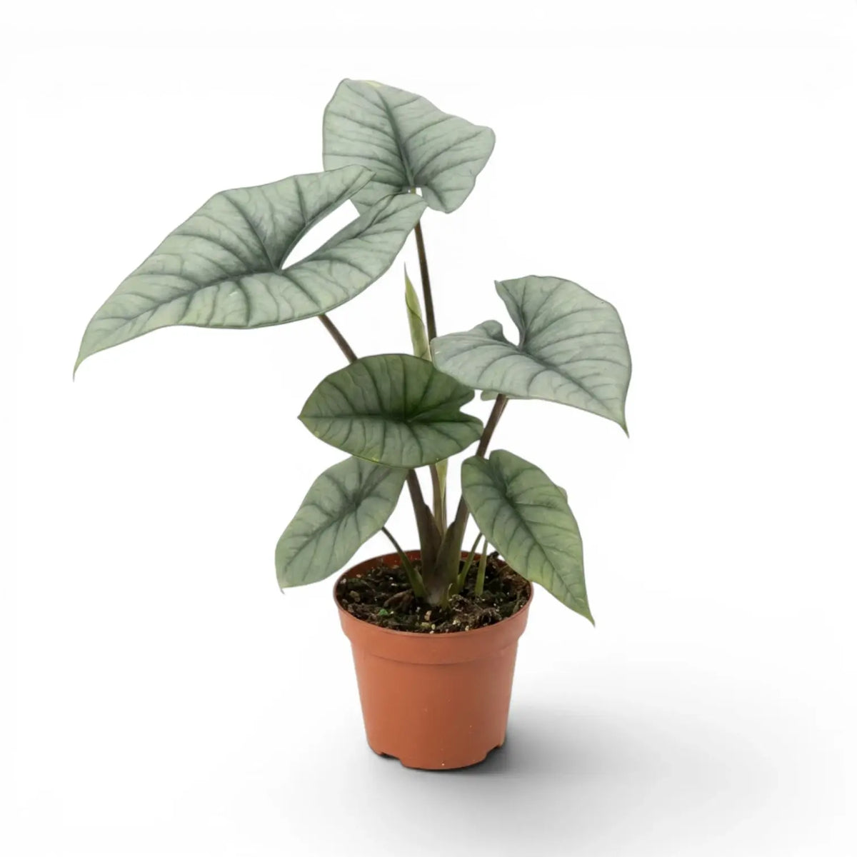 Alocasia Platinum plant in a nursery pot on a white background