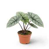 Alocasia Platinum plant in a nursery pot on a white background
