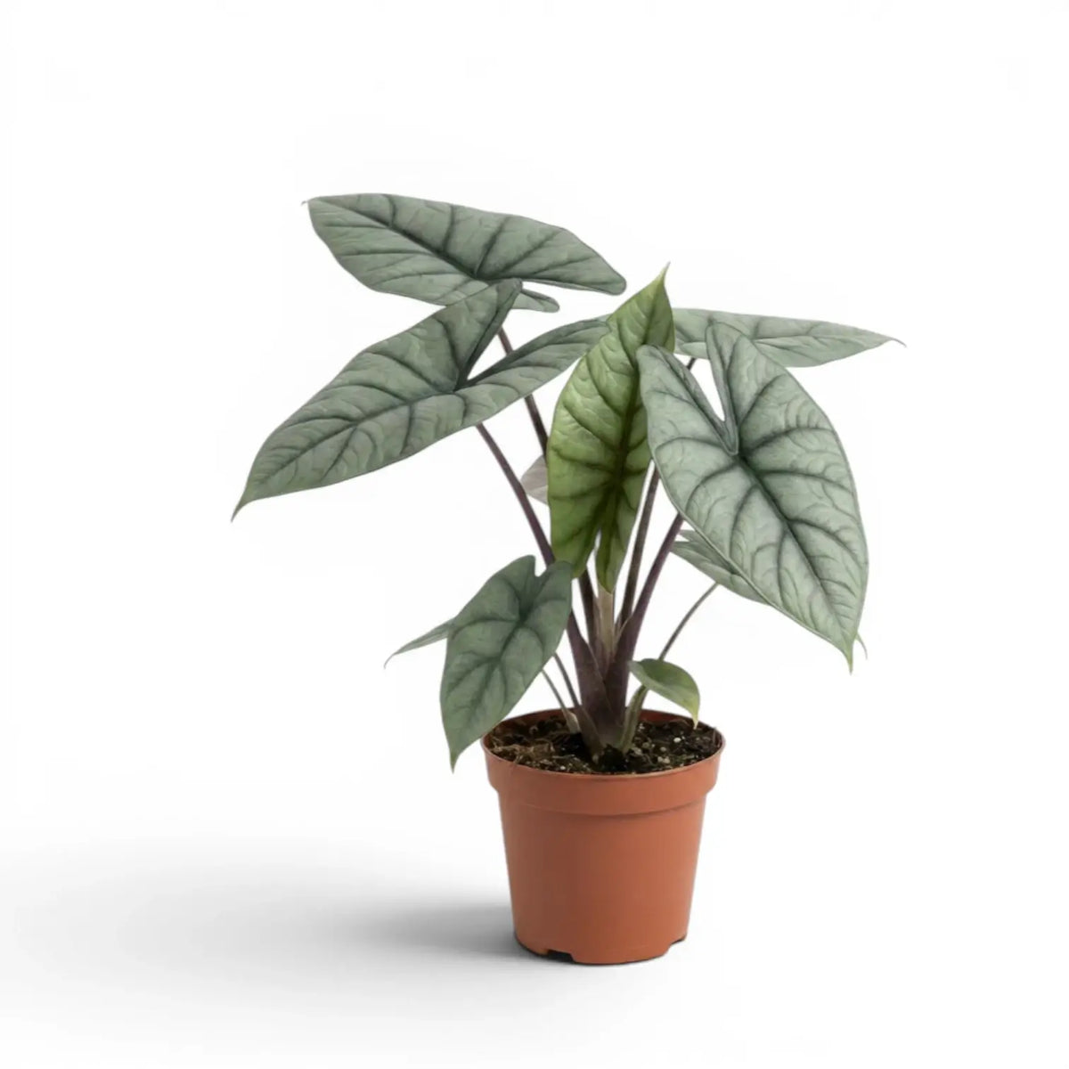 Alocasia Platinum plant in a nursery pot on a white background