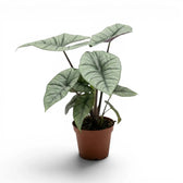 Alocasia Platinum plant in a nursery pot on a white background