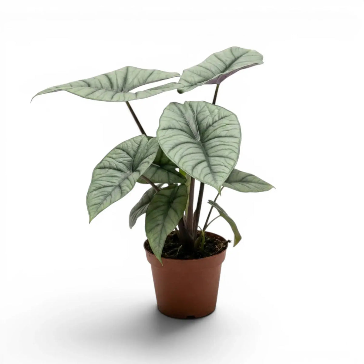 Alocasia Platinum plant in a nursery pot on a white background