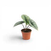 Alocasia Platinum plant in a nursery pot on a white background