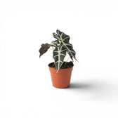 Small potted Alocasia Polly baby plant with dark  green leaves on a white background