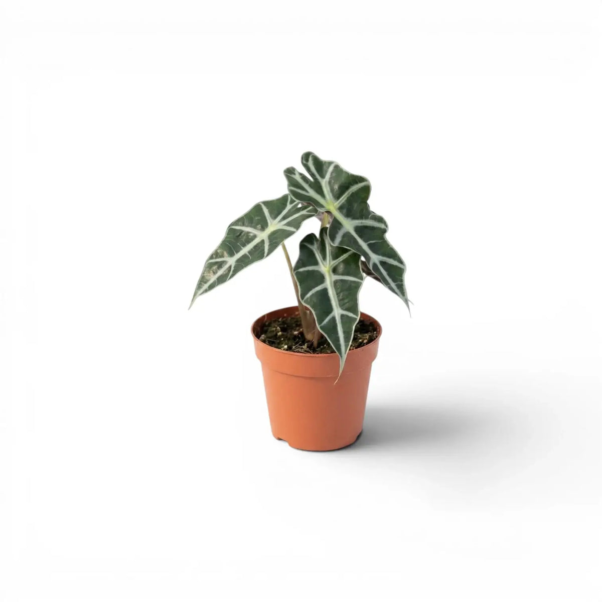 Small potted Alocasia Polly baby plant with dark  green leaves on a white background