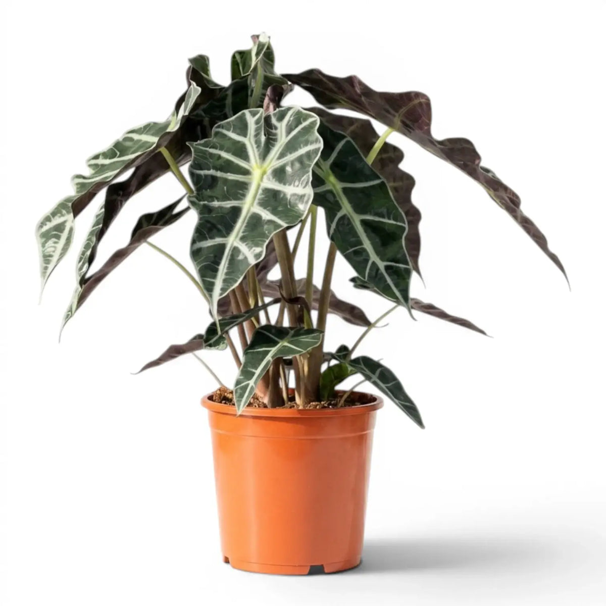 Large potted Alocasia Polly plant with dark  green leaves on a white background
