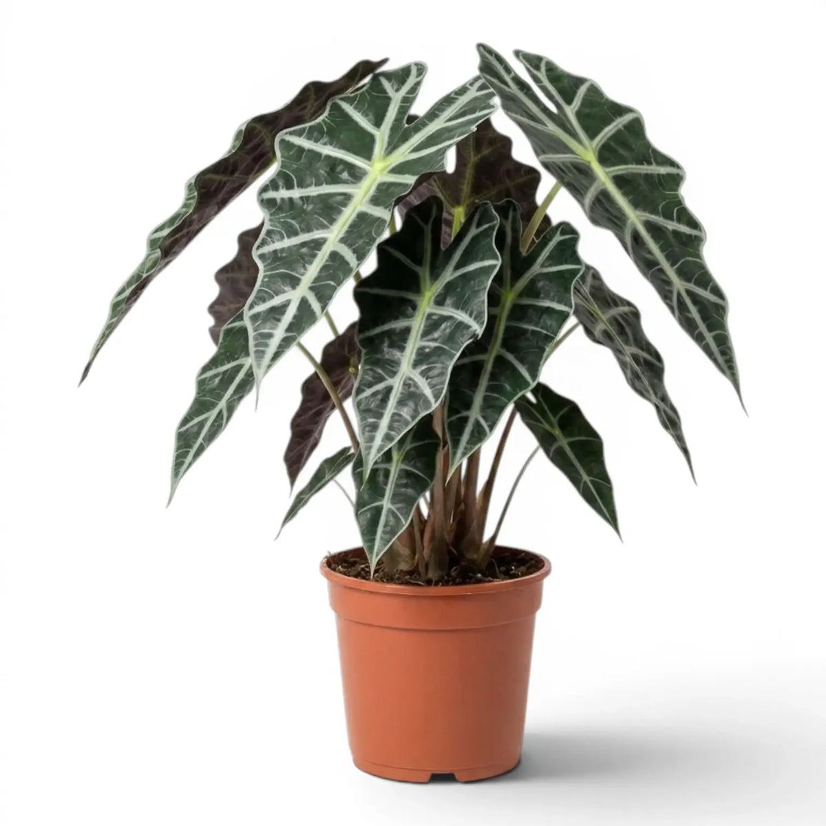 Large potted Alocasia Polly plant with dark  green leaves on a white background