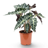 Large potted Alocasia Polly plant with dark  green leaves on a white background