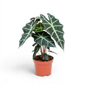 Potted Alocasia Polly plant with dark  green leaves on a white background