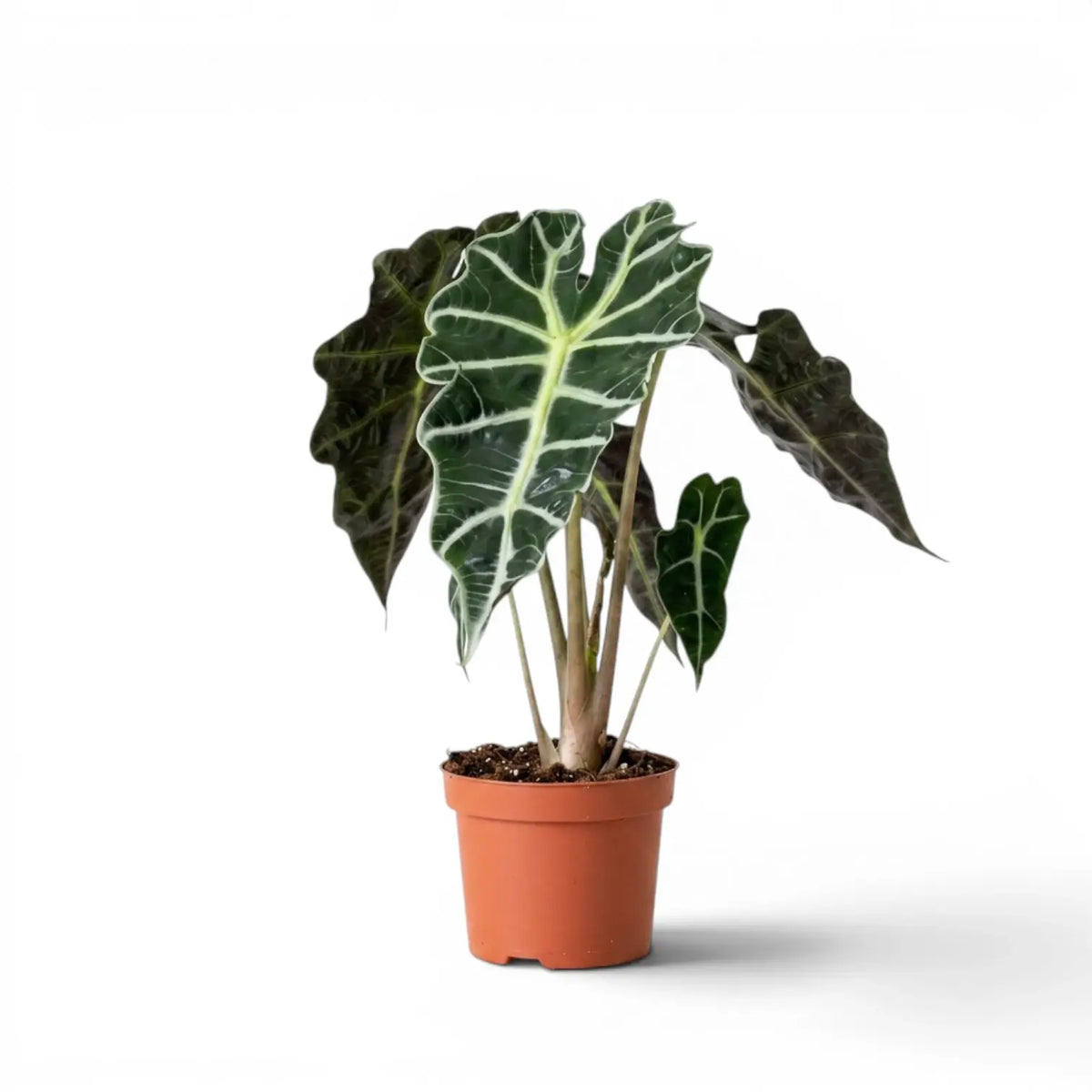 Potted Alocasia Polly plant with dark  green leaves on a white background
