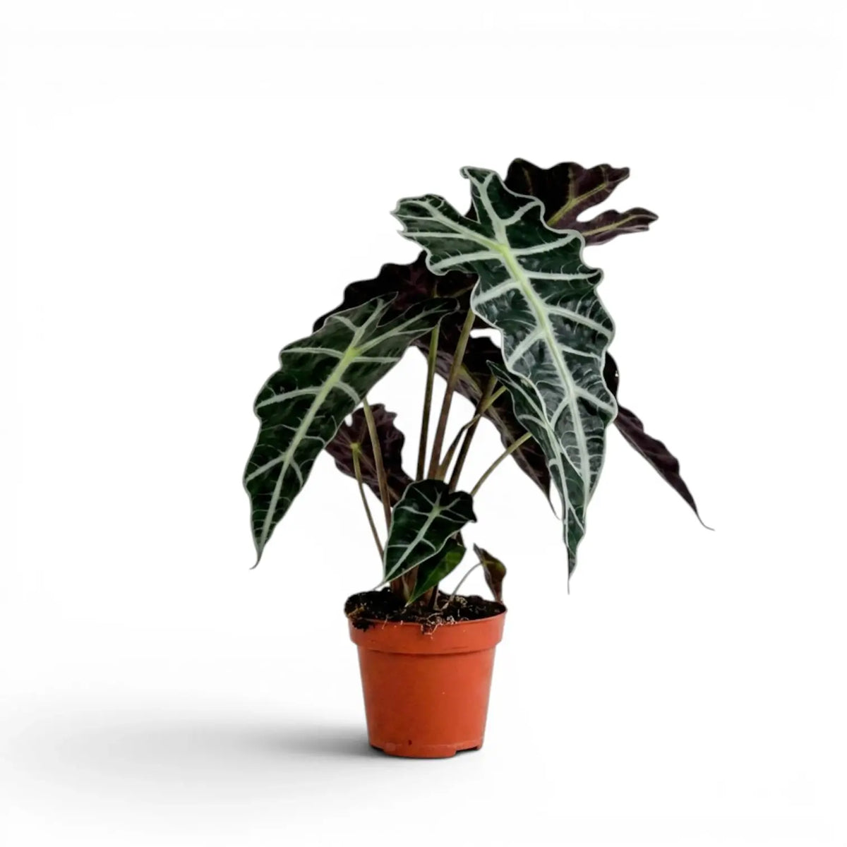 Potted Alocasia Polly plant with dark  green leaves on a white background