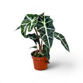 Potted Alocasia Polly plant with dark  green leaves on a white background