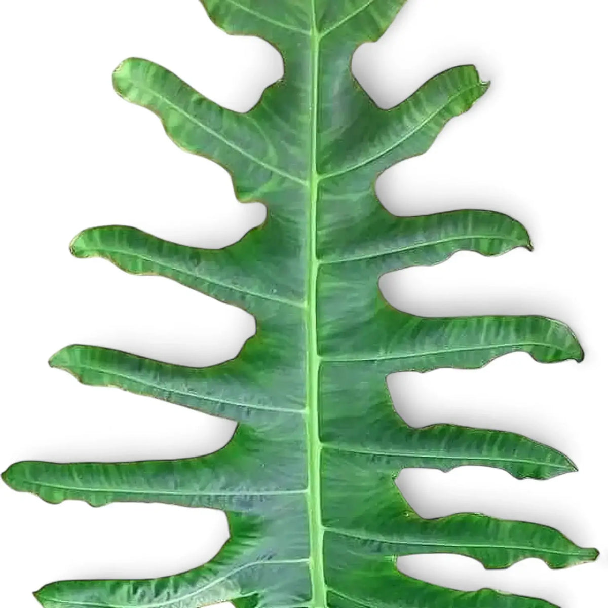 Alocasia portei leaf close-up on white background.
