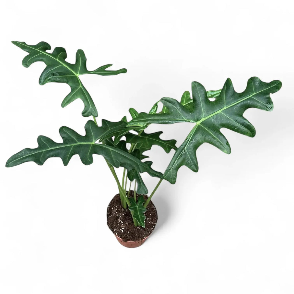 Alocasia portei potted plant in nursery pot on white background.