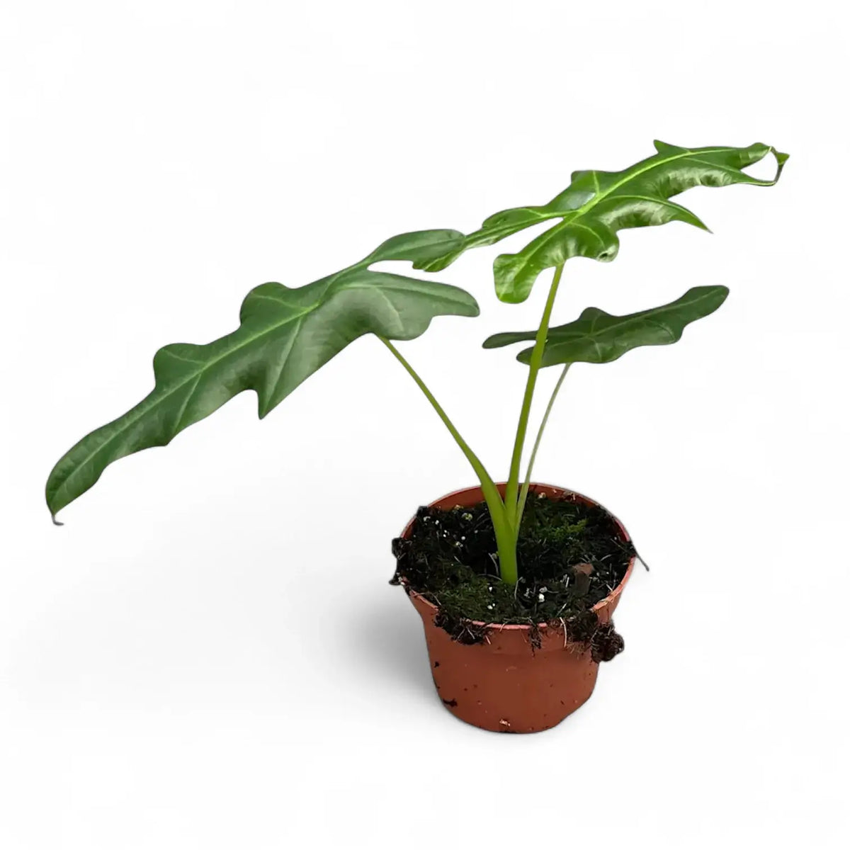 Alocasia portei potted plant in nursery pot on white background.