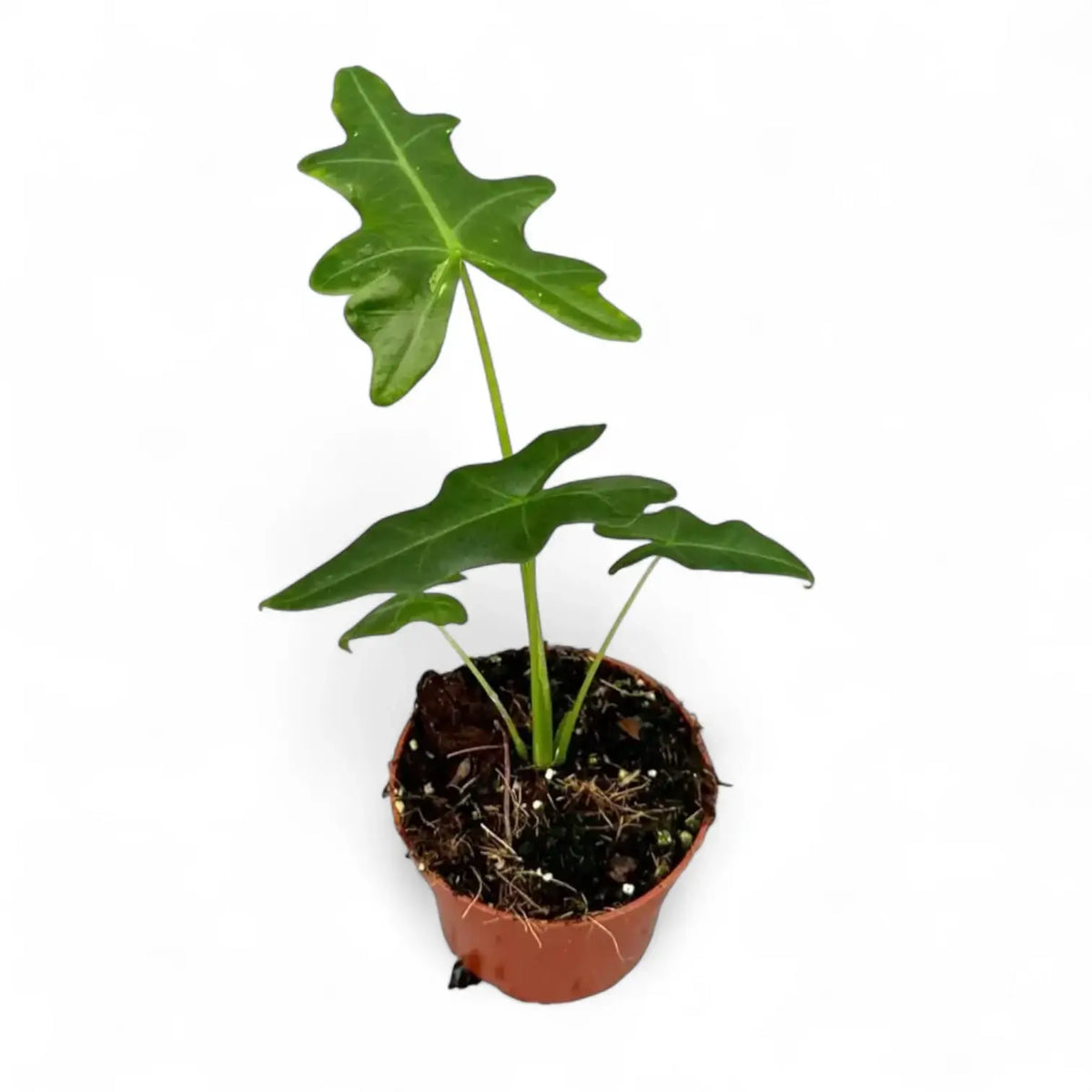 Alocasia portei potted plant in nursery pot on white background.