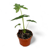Alocasia portei potted plant in nursery pot on white background.