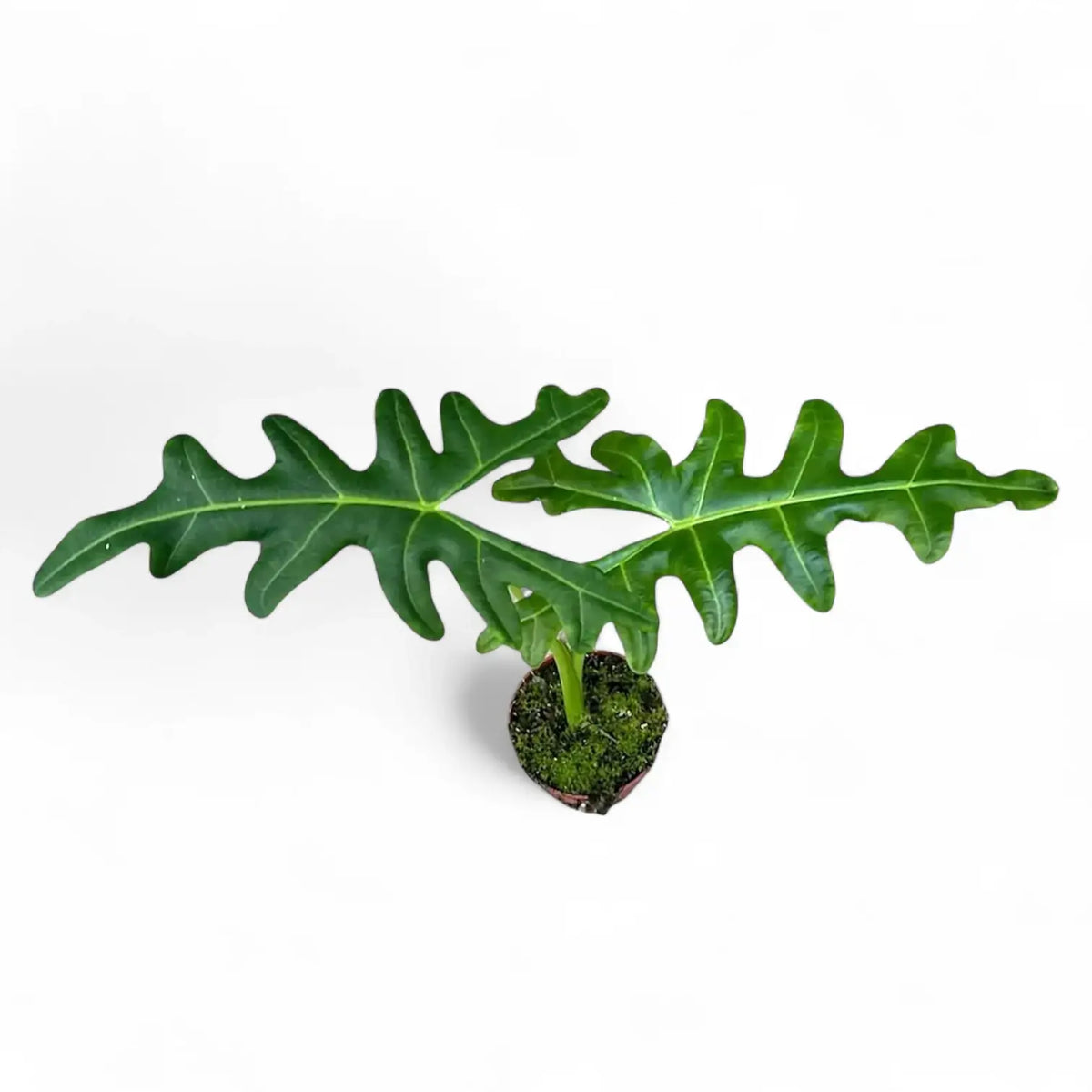 Alocasia portei potted plant in nursery pot on white background.