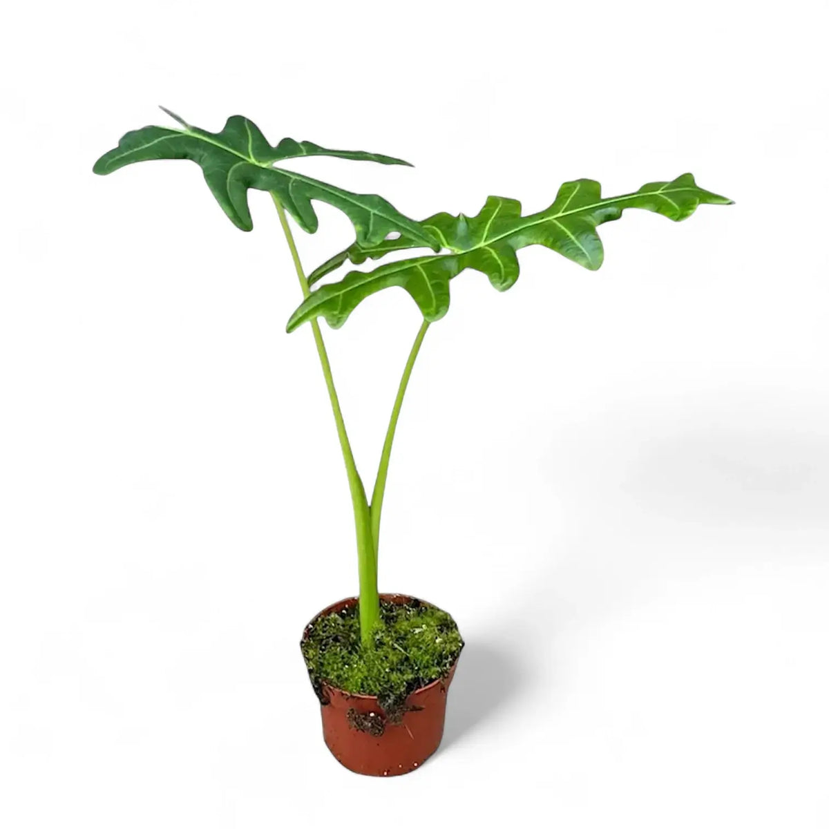 Alocasia portei potted plant in nursery pot on white background.