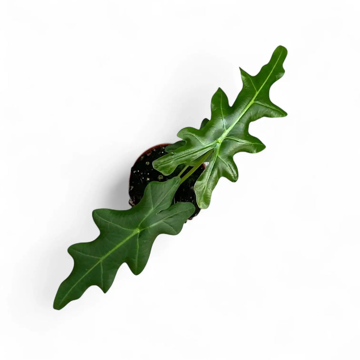 Alocasia portei potted plant in nursery pot on white background.