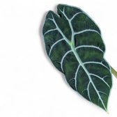 Alocasia 'Prince of Curup' leaf detail on white background.