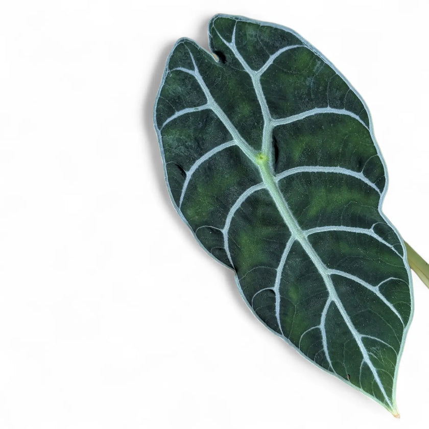 Nahaufnahme eines Blatts von Alocasia 'Prince of Curup' vor weißem Hintergrund.