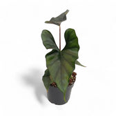 Alocasia princeps 'Purple cloak' potted plant in nursery pot on white background.