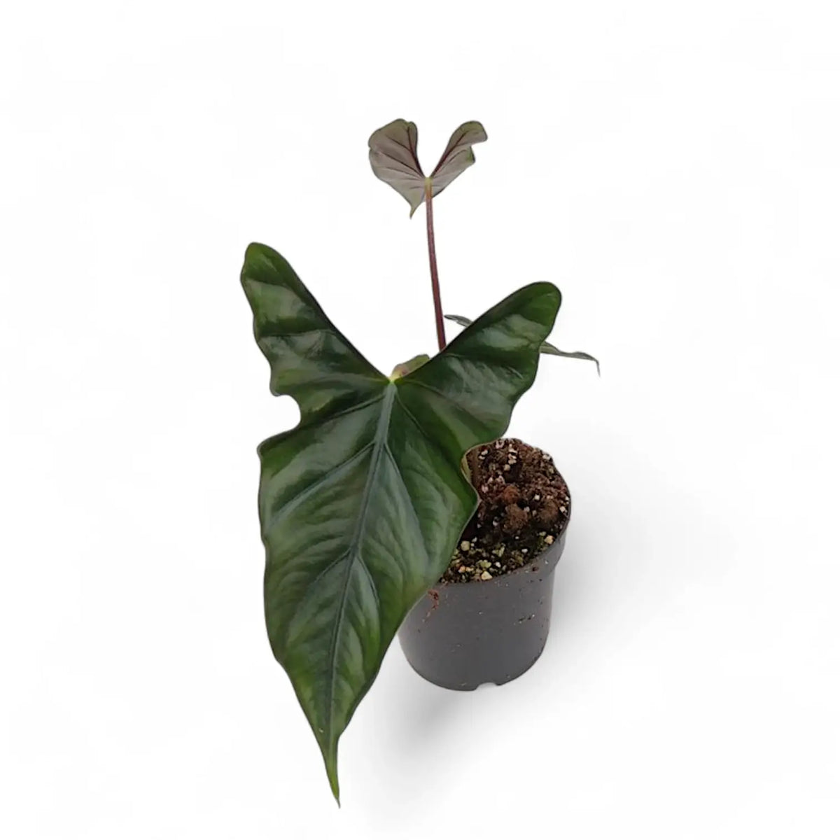 Alocasia princeps 'Purple cloak' potted plant in nursery pot on white background.