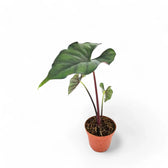 Alocasia princeps 'Purple cloak' potted plant in nursery pot on white background.