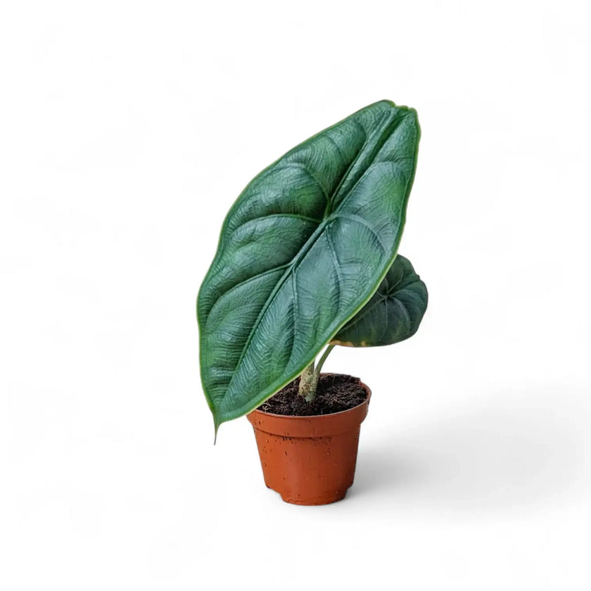 Alocasia puncakborneensis potted plant in nursery pot on white background.