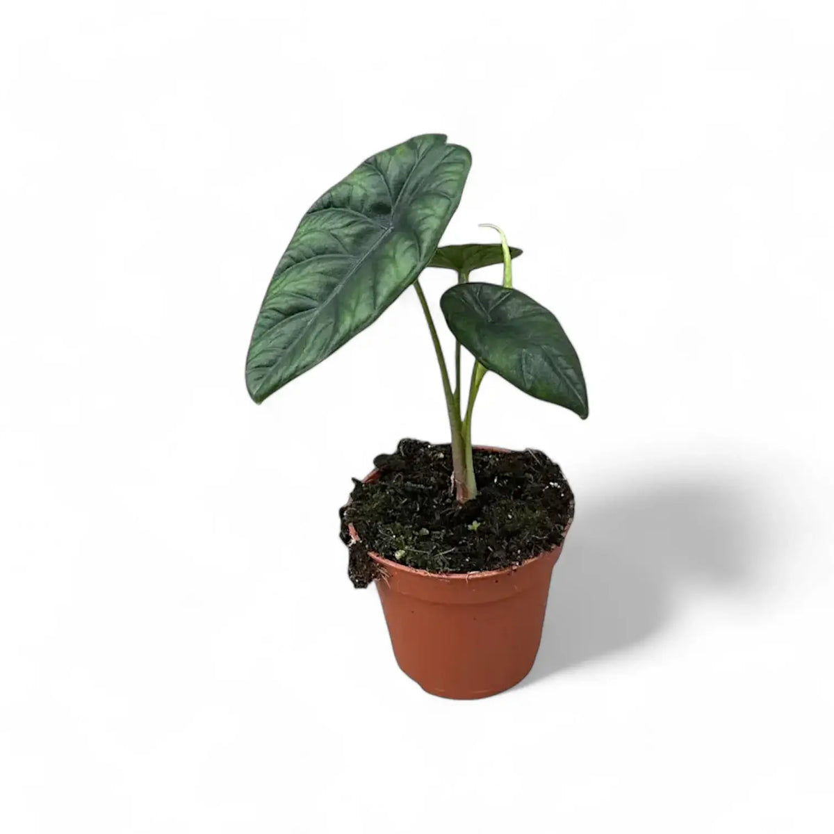 Alocasia puncakborneensis potted plant in nursery pot on white background.