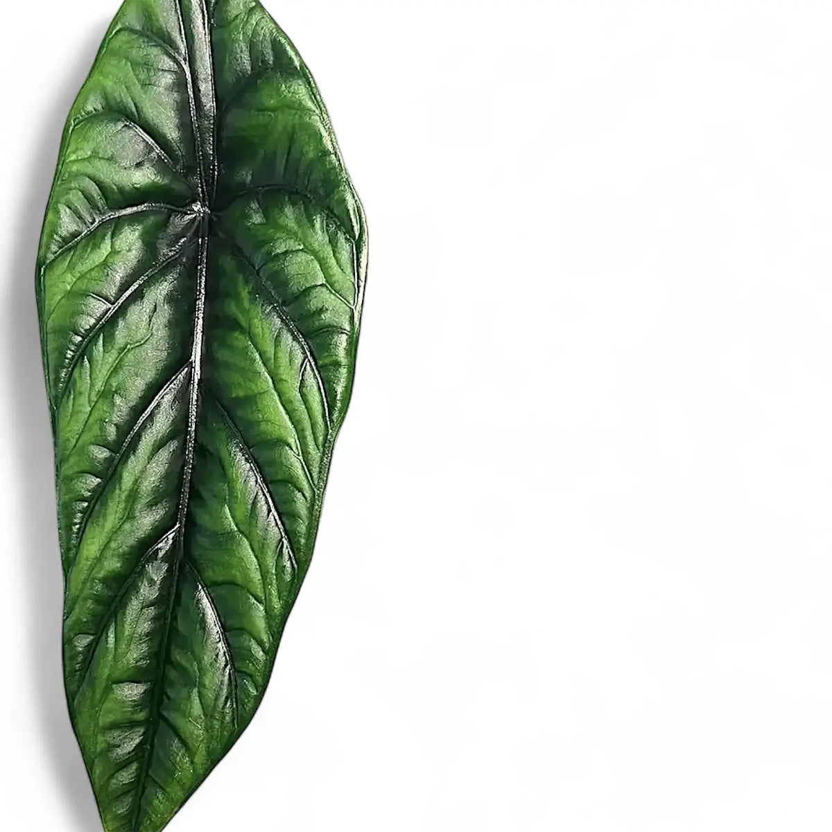 Alocasia puncakborneensis potted plant in nursery pot on white background.