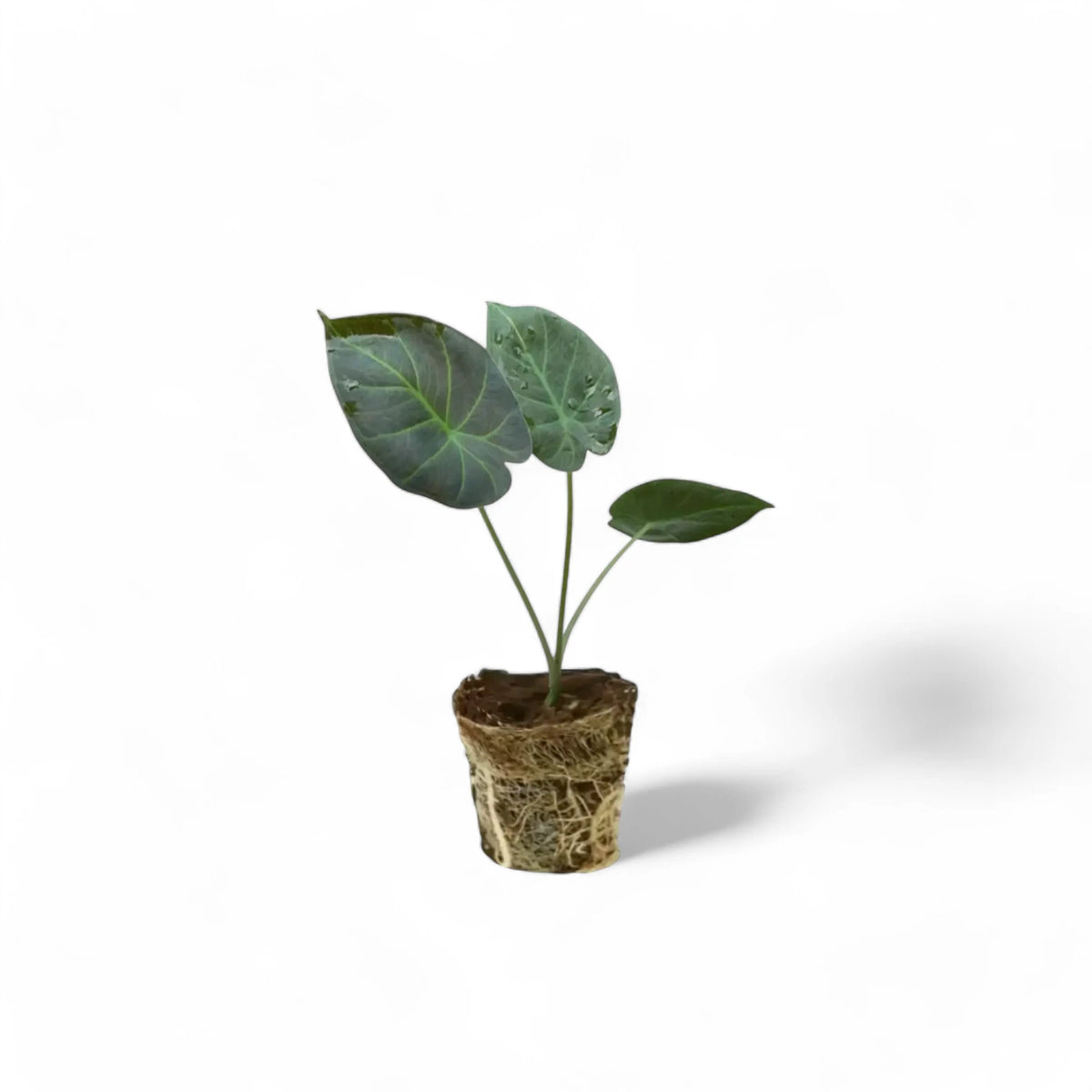 Alocasia 'Regal Shields' – Zimmerpflanze im Kulturtopf auf weißem Hintergrund, Produktfoto 4.