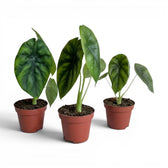 Small Alocasia Regal Shields baby plant in a nursery pot on a white background