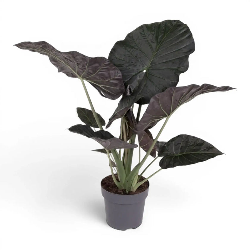 Large Alocasia Regal Shields plant in a nursery pot on white background