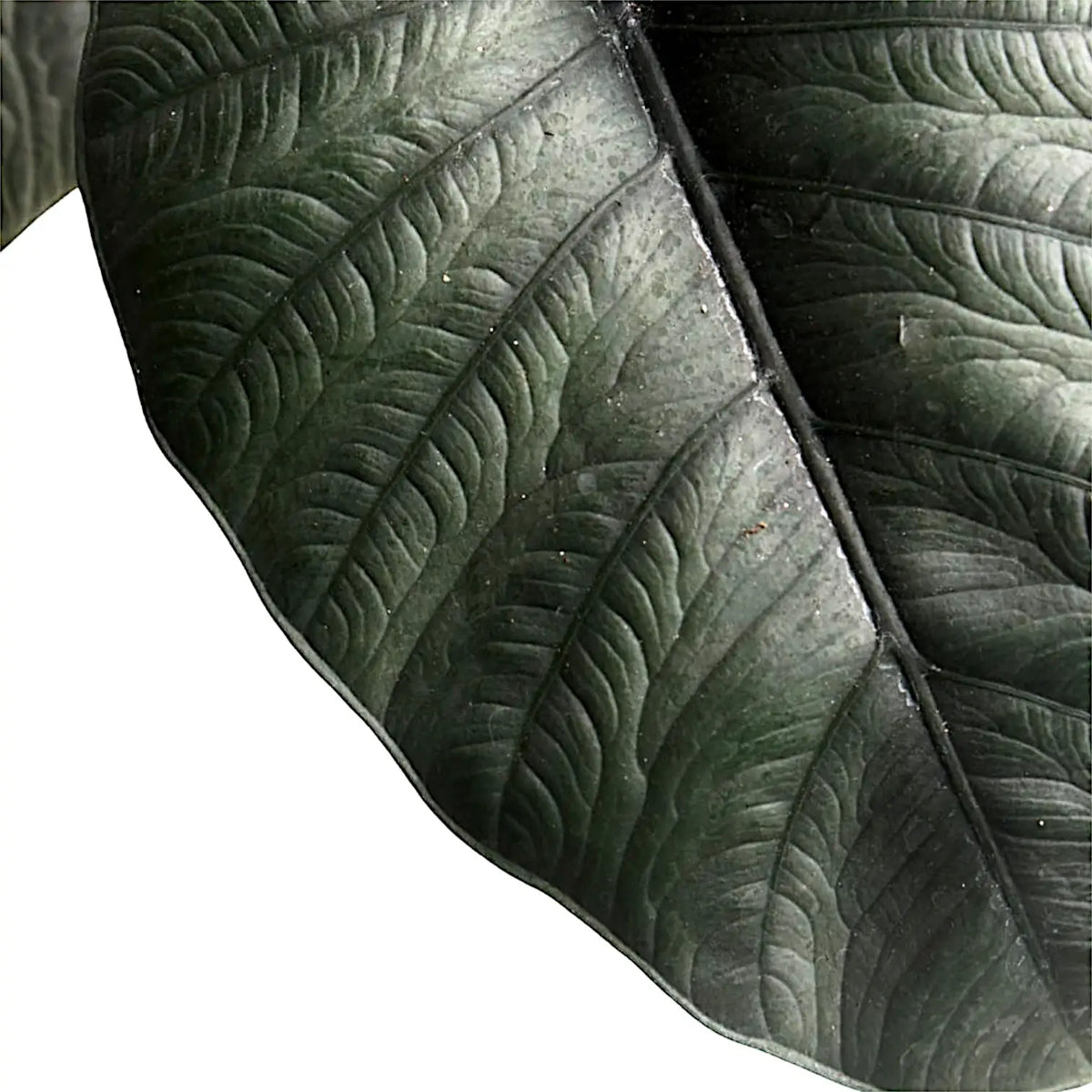 Alocasia reginae close-up of leaf on white background.