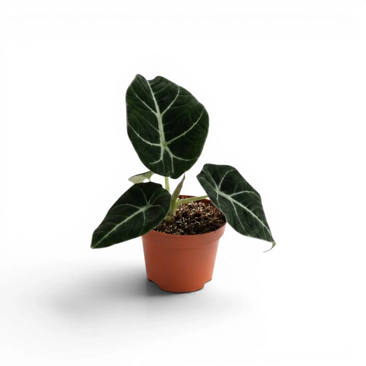 Alocasia reginula Black Velvet baby plant with textured, almost black leaves with contrasting veins in a nursery pot  on a white background