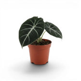 Young Alocasia reginula Black Velvet with very dark leaves and contrasting white veins in a nursery pot  on a white background