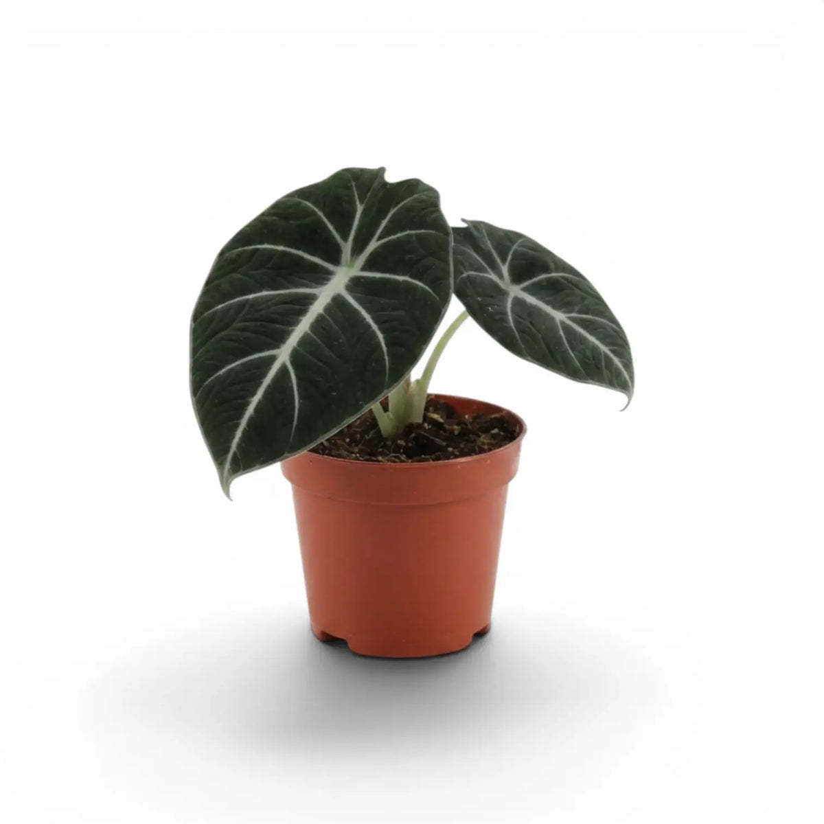 Young Alocasia reginula Black Velvet with very dark leaves and contrasting white veins in a nursery pot  on a white background