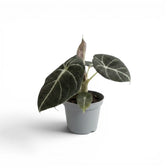 Young Alocasia reginula Black Velvet with very dark leaves and contrasting white veins in a nursery pot  on a white background