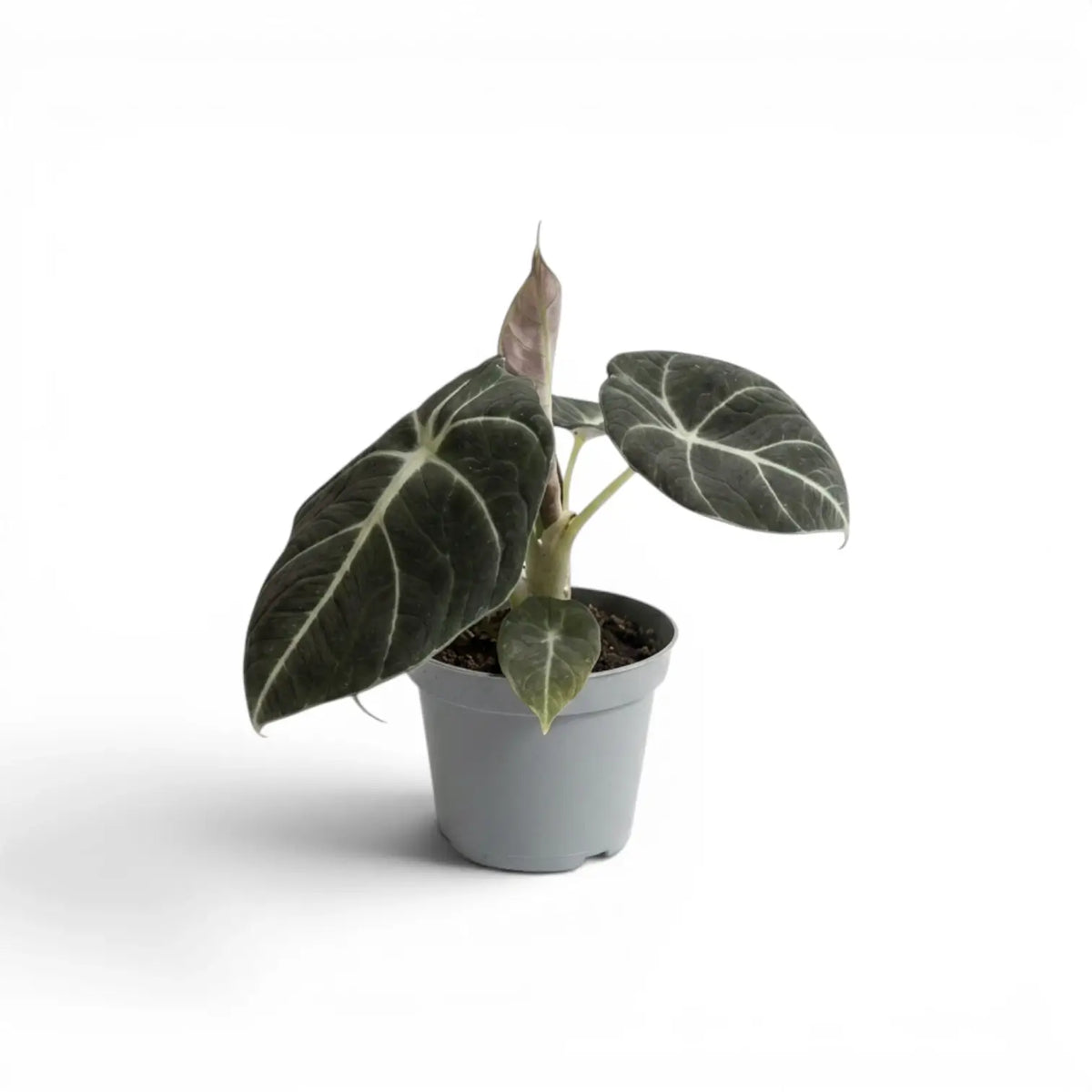 Young Alocasia reginula Black Velvet with very dark leaves and contrasting white veins in a nursery pot  on a white background
