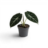 Young Alocasia reginula Black Velvet with very dark leaves and contrasting white veins in a nursery pot  on a white background