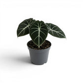 Young Alocasia reginula reginula Black Velvet with very dark leaves and contrasting white veins in a nursery pot  on a white background