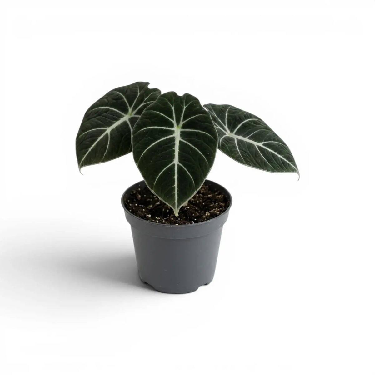 Young Alocasia reginula reginula Black Velvet with very dark leaves and contrasting white veins in a nursery pot  on a white background