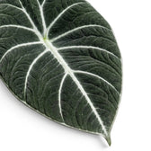 Close-up of Alocasia Black Velvet textured, almost black leaf with contrasting veins on a white background