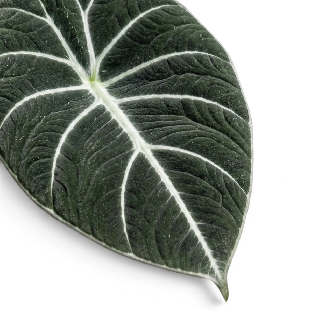 Close-up of Alocasia Black Velvet textured, almost black leaf with contrasting veins on a white background