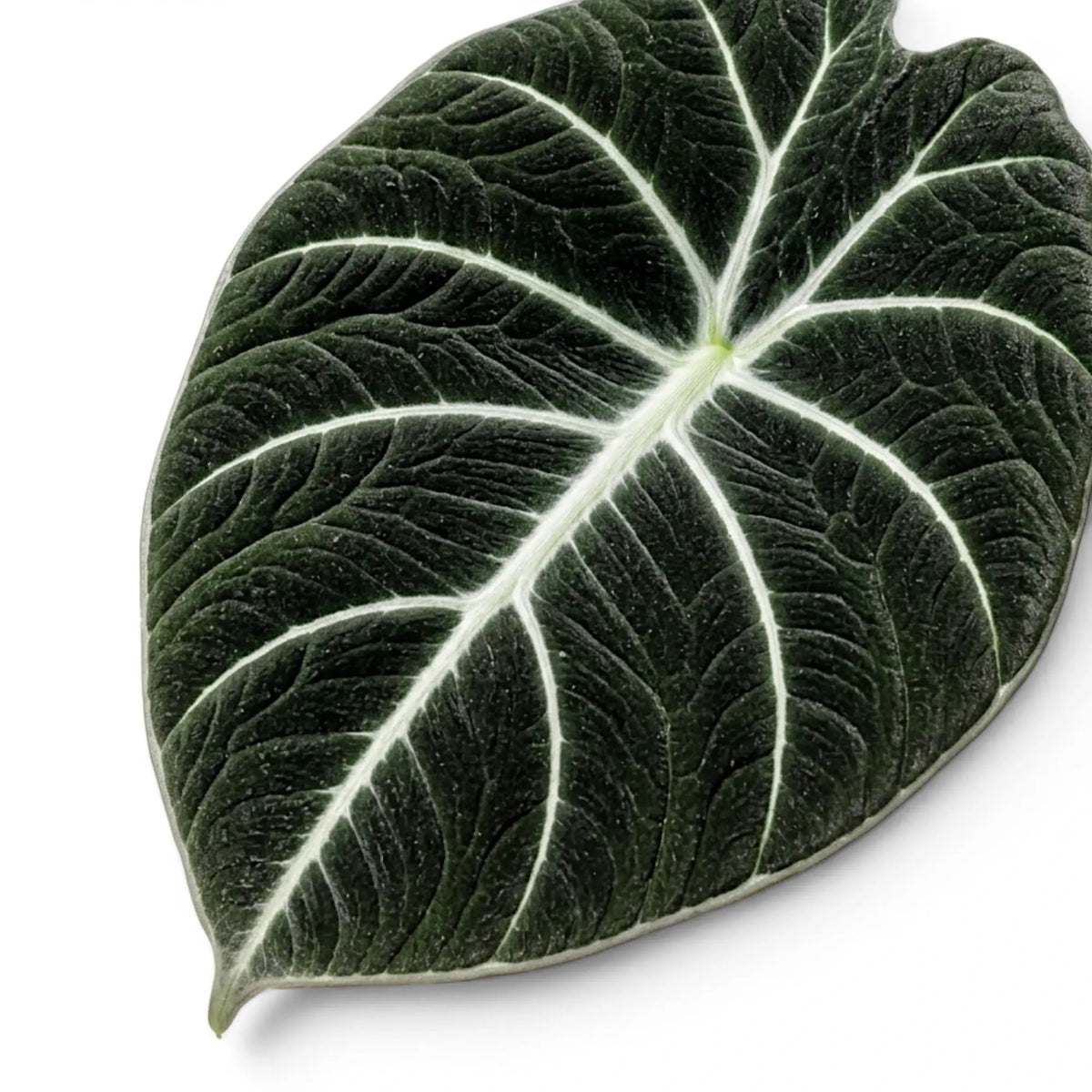 Close-up of Alocasia reginula Black Velvet textured, almost black leaf with contrasting veins on a white background