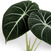 Close-up of Alocasia reginula Black Velvet textured, almost black leaf with contrasting veins on a white background
