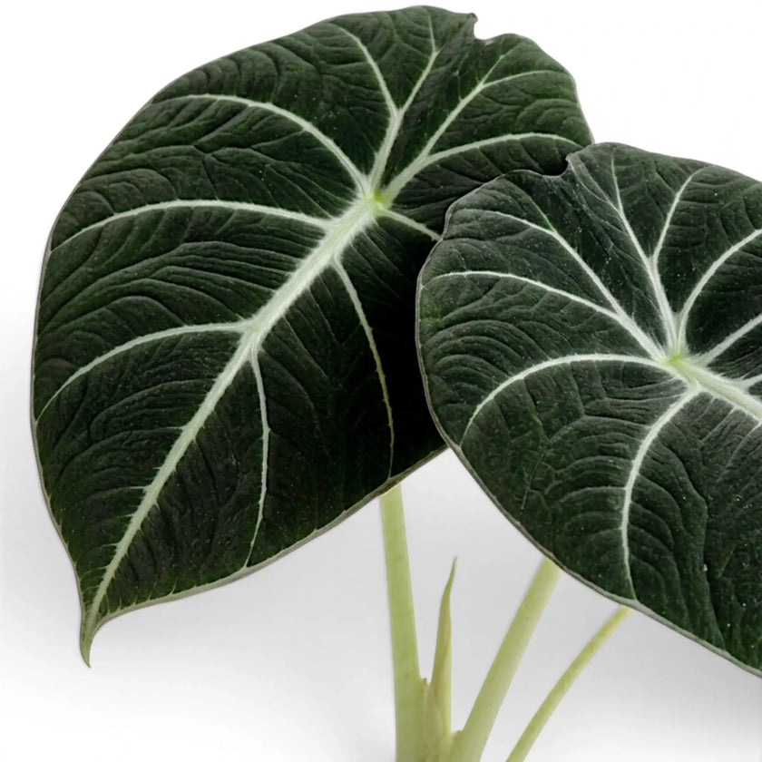 Close-up of Alocasia reginula Black Velvet textured, almost black leaf with contrasting veins on a white background